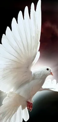 This phone live wallpaper features a stunning digital art of a white dove soaring in the air with its wings spread wide