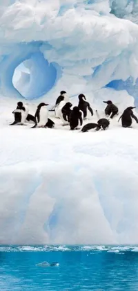 This phone live wallpaper depicts a group of penguins sitting on an iceberg in the midst of crystal clear water