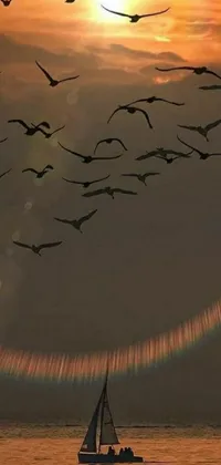 Water Bird Sunset Live Wallpaper