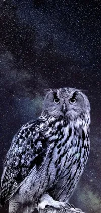 This live wallpaper showcases a lovely digital art rendering of an owl perched on a rock under a star-filled night sky