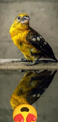 Water Bird Terrestrial Animal Live Wallpaper