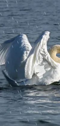 Transform your phone's screen into a serene sanctuary with this live wallpaper featuring a graceful swan flapping its wings in peaceful waters