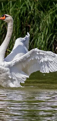 This live wallpaper showcases the essence of spring with a breathtaking swan flapping its wings in calm waters, and a beautiful queen in a fighting pose