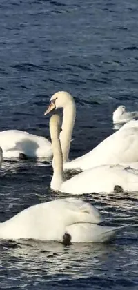 This live wallpaper features a serene and picturesque scene of swans floating on a body of water