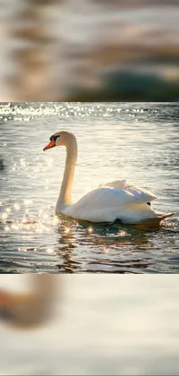This live phone wallpaper depicts a serene body of water with a white swan gliding on top