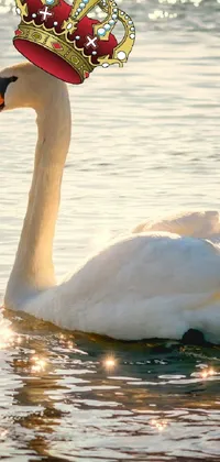 Experience regal elegance with this stunning live wallpaper featuring a swan with a majestic crown floating in serene waters