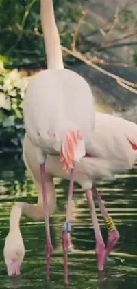 This live wallpaper showcases two flamingos on a body of water, inspired by a popular 240p video on Reddit