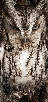 This phone live wallpaper showcases a breathtaking portrait of an owl sitting in a tree