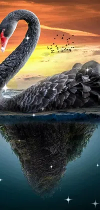 Water Black Swan Bird Live Wallpaper