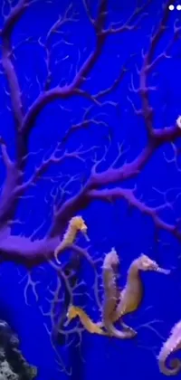 Looking for an amazing live wallpaper for your phone? Look no further than this stunning creation! Featuring a beautiful aquarium filled with a group of playful seahorses, this wallpaper is sure to captivate and inspire