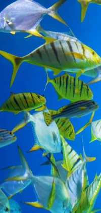 fish aquarium  Live Wallpaper