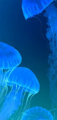 Water Blue Bioluminescence Live Wallpaper