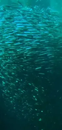 Transform your phone into a serene underwater adventure with this captivating live wallpaper featuring a breathtaking school of fish swimming in crystal clear ocean waters