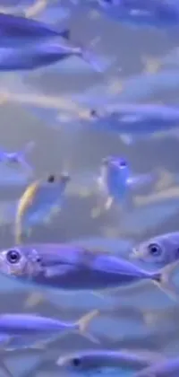 This phone live wallpaper showcases a mesmerizing underwater scene with schools of silver fish swimming in serene waters