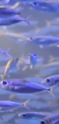Looking for a stunning live wallpaper for your phone? Look no further than this beautiful and serene scene of fish swimming in a body of water