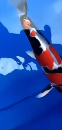 This phone live wallpaper features a stunning close-up of a fish in a pool