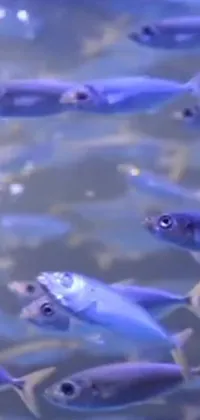 This phone live wallpaper showcases a group of fish swimming in a body of water, set against a stunning blue backdrop