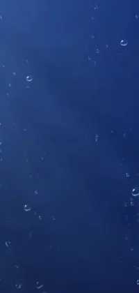 This live phone wallpaper showcases a group of jellyfish floating on dark blue water with a rain effect to the back