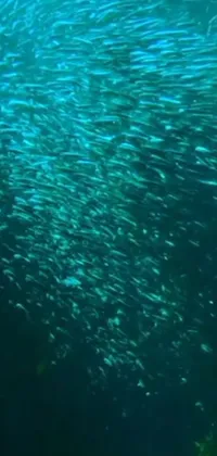 This phone live wallpaper showcases a mesmerizing oceanic world filled with a school of cyberpunk-inspired fish, highlighted with electric blue, green, and purple color combinations