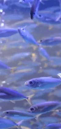 Indulge in the breathtaking beauty of the Cobalt Fish Live Wallpaper! Watch as a school of charming fish swim in perfect unison amidst clear, still water
