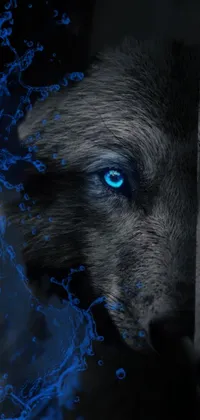 This stunning phone live wallpaper showcases a close-up of a majestic black bear with striking blue eyes, set against a background of a tranquil white wolf