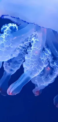 This live wallpaper features a breathtaking close-up view of a jellyfish floating gracefully in a sea of milk