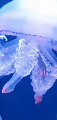 Water Blue Jellyfish Live Wallpaper