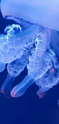 Water Blue Jellyfish Live Wallpaper