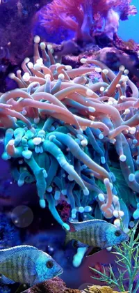 Water Blue Natural Environment Live Wallpaper