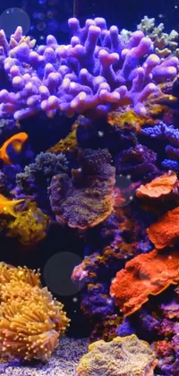 This stunning phone live wallpaper features a striking close-up of a fish in an aquarium, set against a backdrop of vibrant coral and sea life in shades of orange and purple