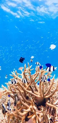 Indulge in the breathtaking beauty of a stunning phone live wallpaper! This masterpiece perfectly captures the ethereal sight of a group of fish leisurely swimming around a vibrant coral reef