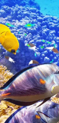 This live wallpaper depicts a group of fish swimming through the clear waters of the Red Sea