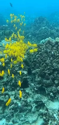 Immerse yourself in a vivid underwater world with this stunning live wallpaper for your phone