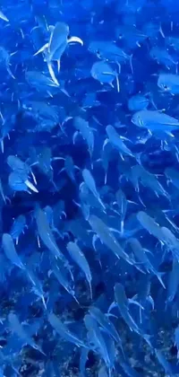 Water Blue Underwater Live Wallpaper