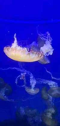 This phone live wallpaper features a group of jellyfish swimming gracefully in an aquarium