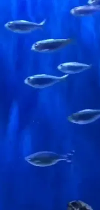 This phone live wallpaper features a mesmerizing and surreal underwater scene, trending on Reddit