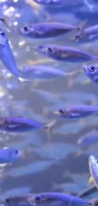 Enhance your smartphone screen with this exquisite live wallpaper showcasing a group of fish swimming in purple-hued water