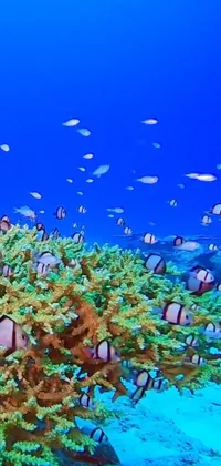 This high-definition live wallpaper showcases a beautiful coral reef teeming with life underwater