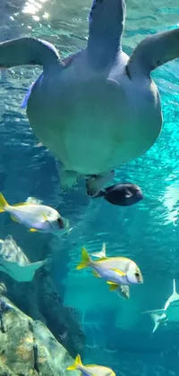 Transform your phone screen into a serene aquatic exhibit with this striking live wallpaper