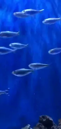 Enjoy the mesmerizing beauty of aquatic life on your phone with this trending live wallpaper