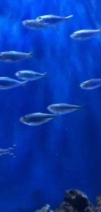 This ultra-realistic live wallpaper is perfect for anyone who loves aquariums