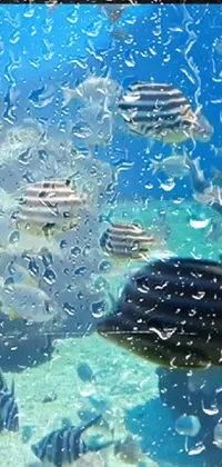 This phone live wallpaper features a stunning aquarium scene, with a group of fish swimming peacefully