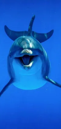 This live wallpaper for phones features an up-close view of a dolphin with its mouth open, displaying its pearly white teeth