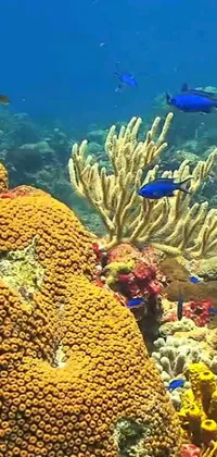 Experience the marine world right on your phone with this live wallpaper showcasing a group of fish and a colorful coral reef