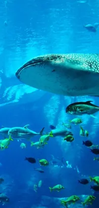 This beautiful phone live wallpaper showcases the image of a majestic whale swimming with a group of colorful fish in the ocean waters