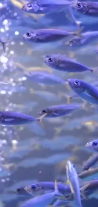 This phone live wallpaper showcases a beautiful scene with fish swimming in a body of water