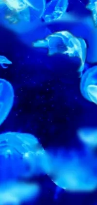 Water Blue Vertebrate Live Wallpaper