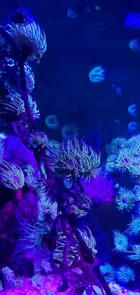 Captivate your senses with this stunning live wallpaper featuring a fish tank full of a variety of fish, a microscopic photo, neon glowing coral, and sea anemone