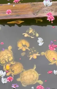 Water Botany Flower Live Wallpaper