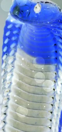 Water Bottle Blue Drinkware Live Wallpaper